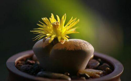 30 Rare Mix Lithops Seeds - Seed World