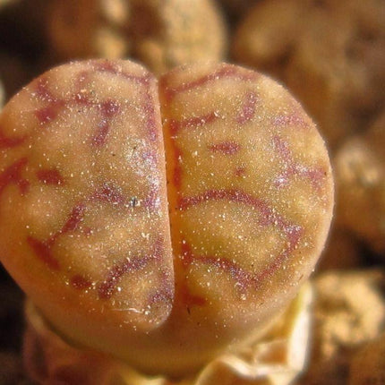 30 Rare Mix Lithops Seeds - Seed World