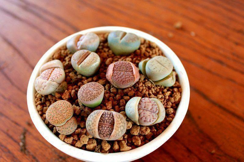 30 Rare Mix Lithops Seeds - Seed World