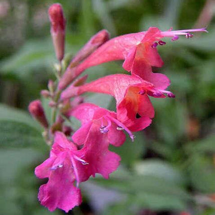 30 Red Agastache ‘Heather Queen’ Seeds - Seed World