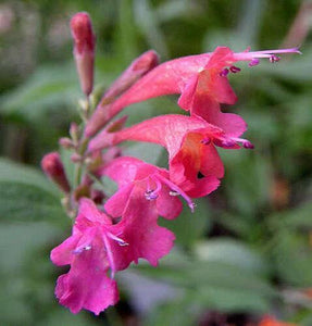 30 Red Agastache ‘Heather Queen’ Seeds - Seed World