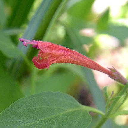 30 Red Agastache ‘Heather Queen’ Seeds - Seed World