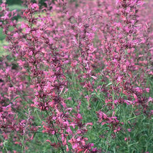 30 Red Agastache ‘Heather Queen’ Seeds - Seed World