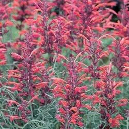 30 Red Agastache ‘Heather Queen’ Seeds - Seed World