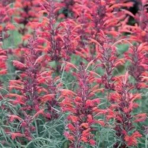 30 Red Agastache ‘Heather Queen’ Seeds - Seed World