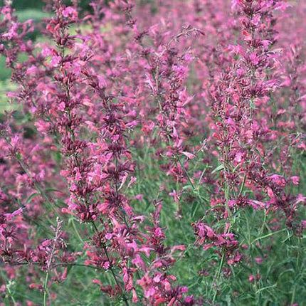 30 Red Agastache ‘Heather Queen’ Seeds - Seed World