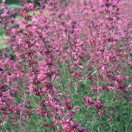 30 Red Agastache ‘Heather Queen’ Seeds - Seed World