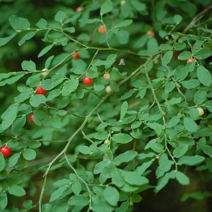 30 Red Huckleberry Seeds - Seed World
