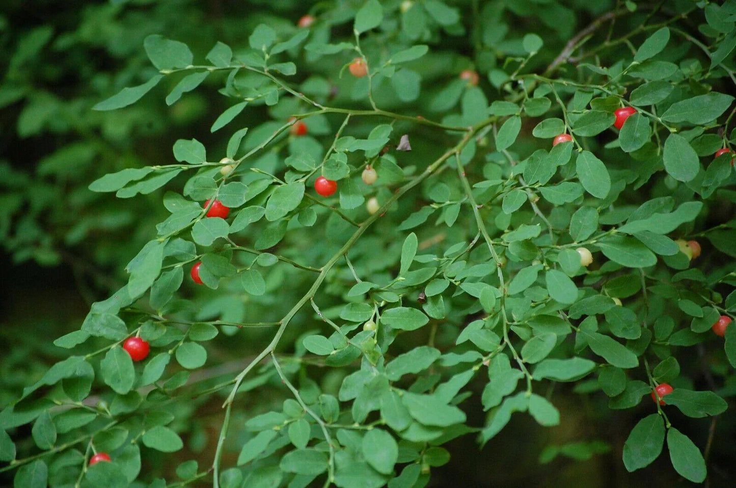 30 Red Huckleberry Seeds - Seed World