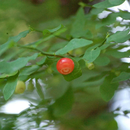 30 Red Huckleberry Seeds - Seed World