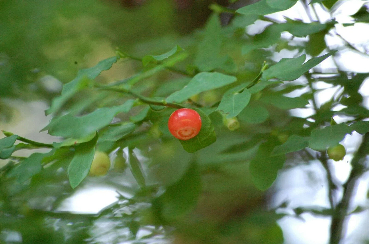 30 Red Huckleberry Seeds - Seed World