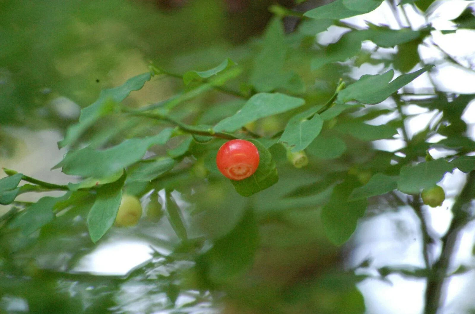 30 Red Huckleberry Seeds - Seed World