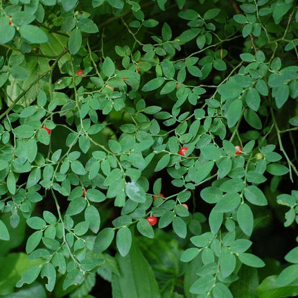 30 Red Huckleberry Seeds - Seed World