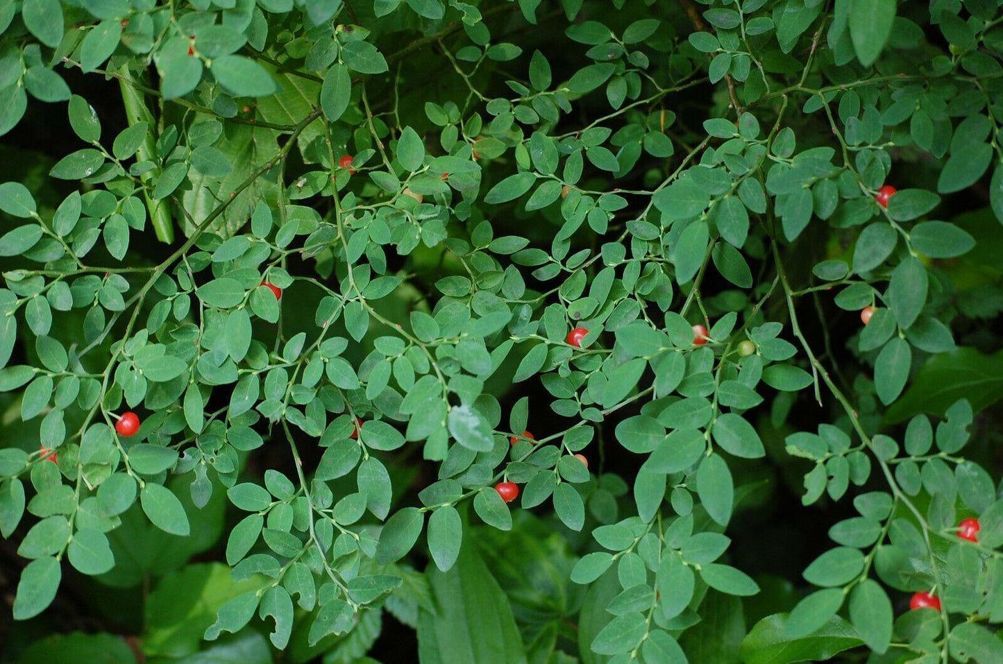 30 Red Huckleberry Seeds - Seed World