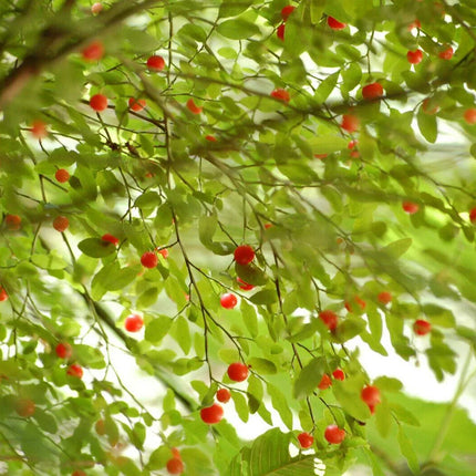30 Red Huckleberry Seeds - Seed World