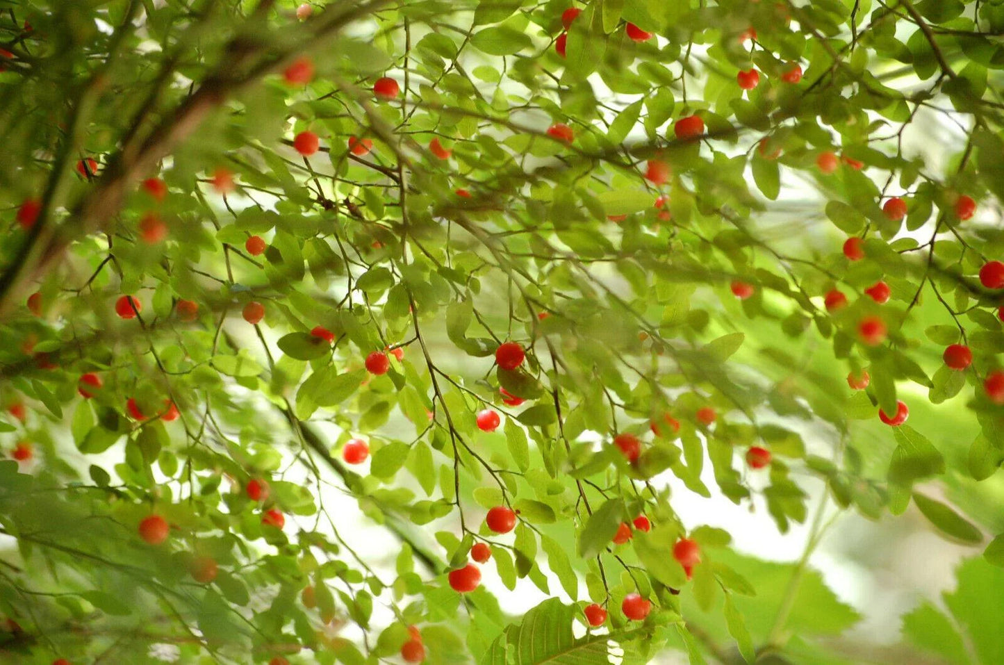 30 Red Huckleberry Seeds - Seed World