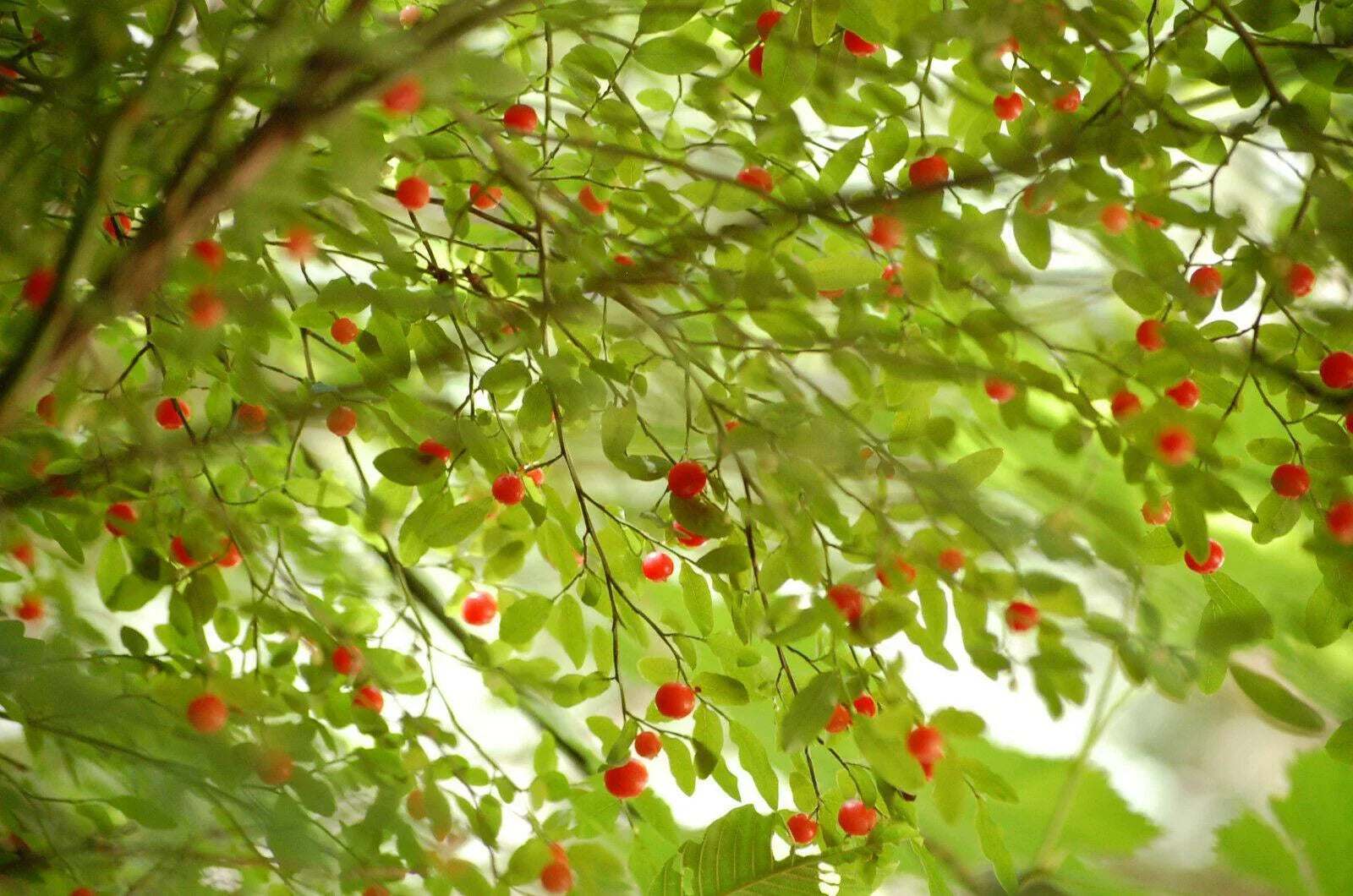 30 Red Huckleberry Seeds - Seed World