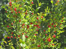 30 Red Huckleberry Seeds - Seed World