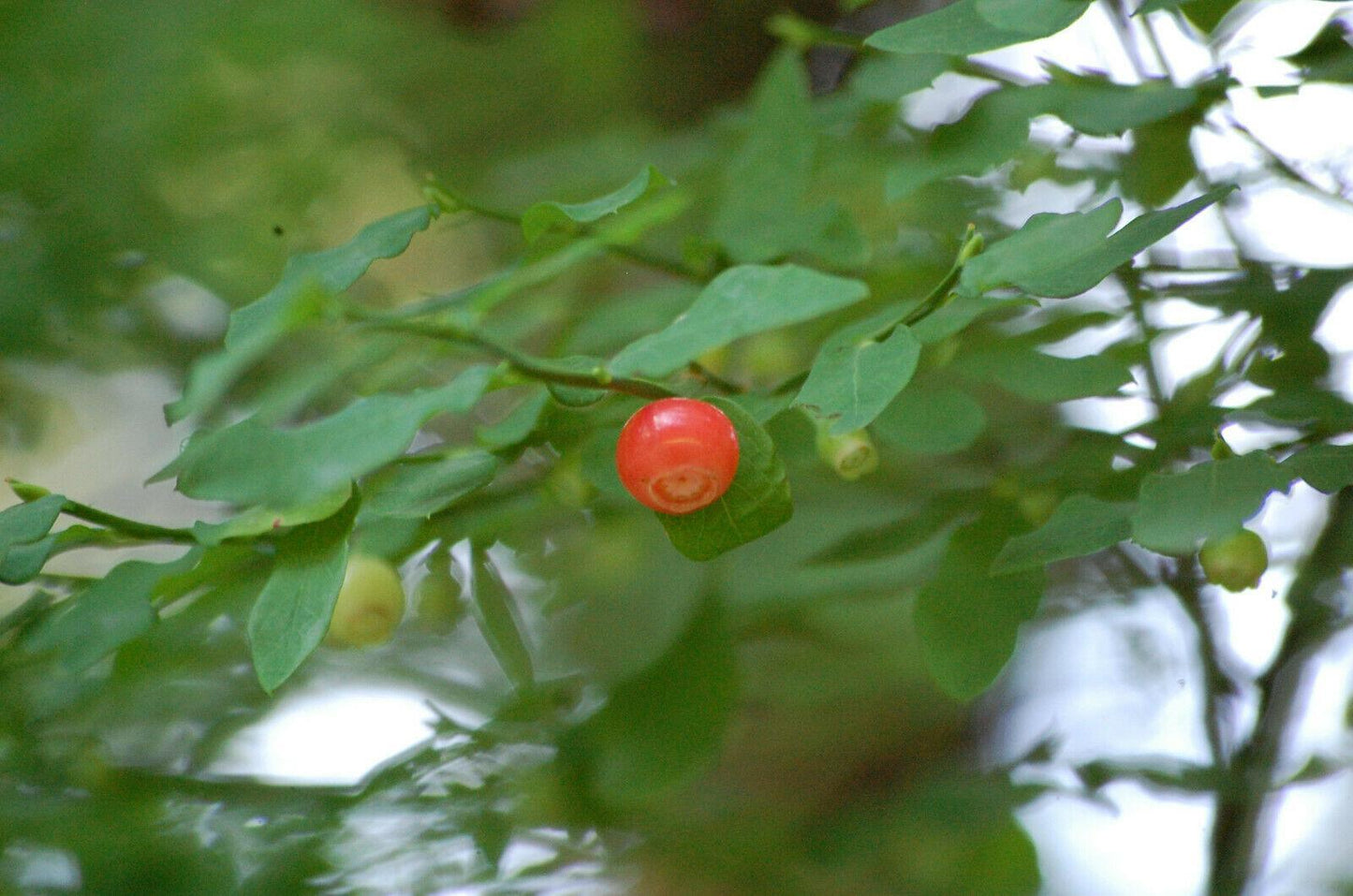 30 Red Huckleberry Seeds - Seed World