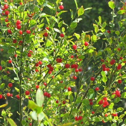 30 Red Huckleberry Seeds - Seed World