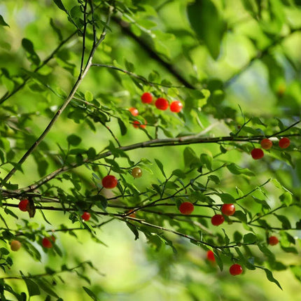 30 Red Huckleberry Seeds - Seed World