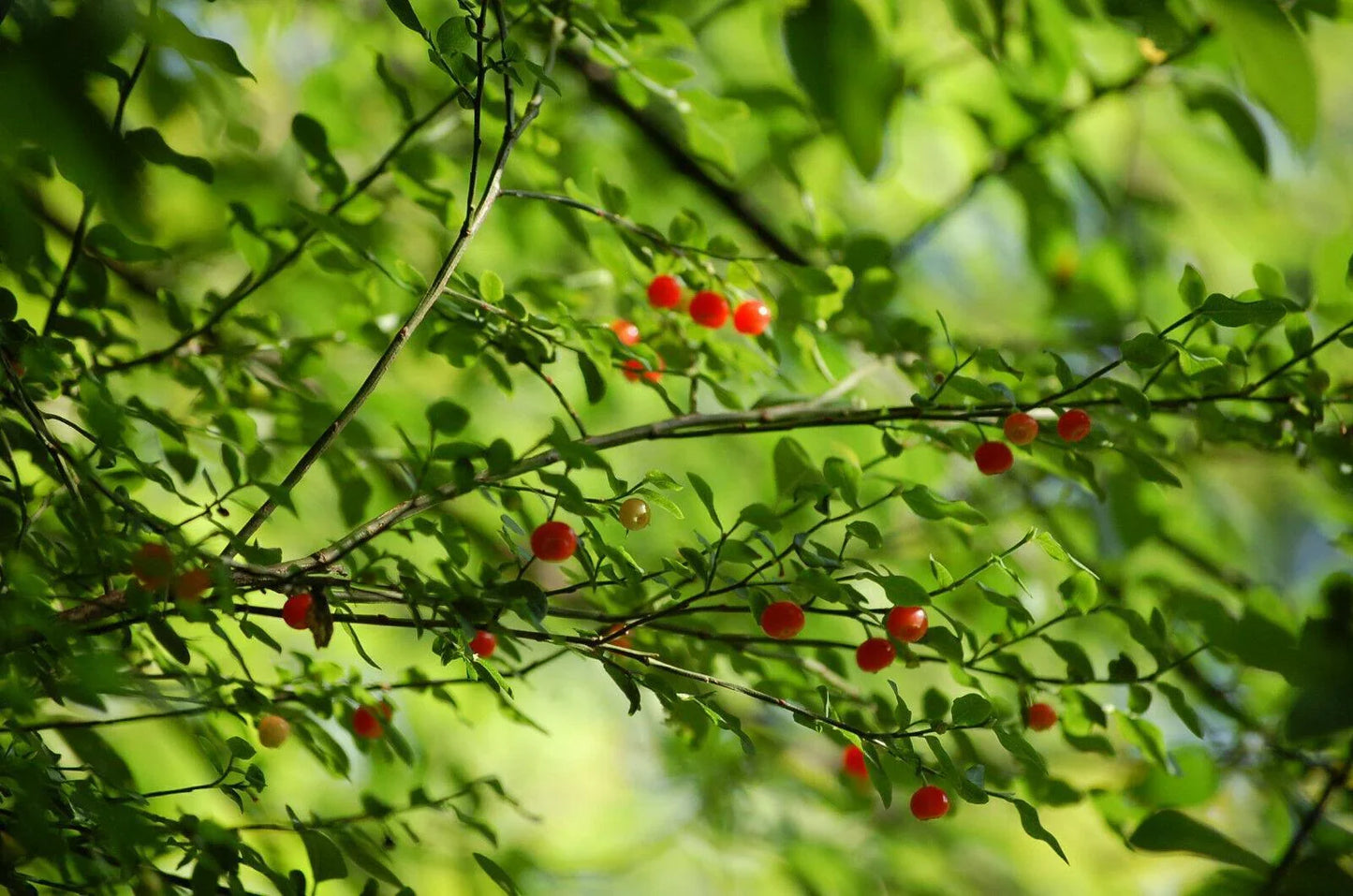 30 Red Huckleberry Seeds - Seed World