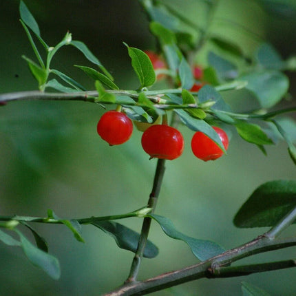 30 Red Huckleberry Seeds - Seed World