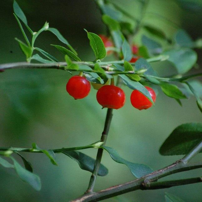 30 Red Huckleberry Seeds - Seed World