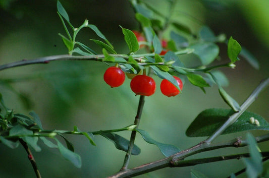 30 Red Huckleberry Seeds - Seed World