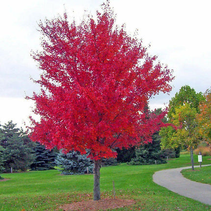 Red tree in a park with a walking path and other trees in the background