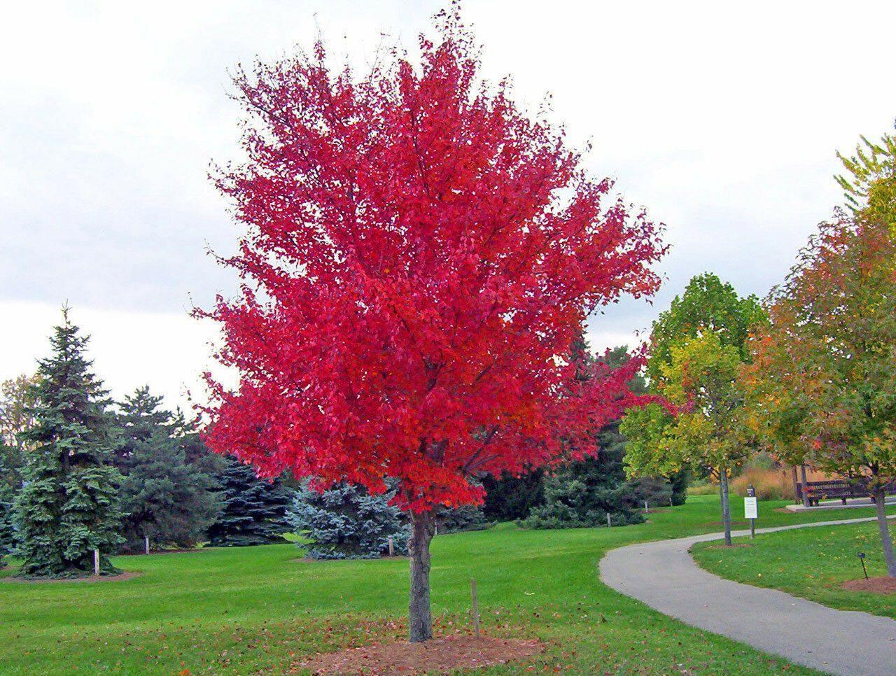 Red tree in a park with a walking path and other trees in the background