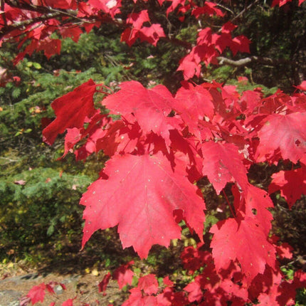 Red maple leaves with a blurred green background