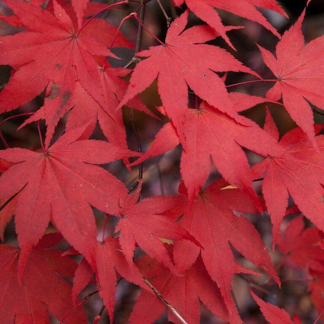 Close-up of vibrant red maple leaves against a dark background