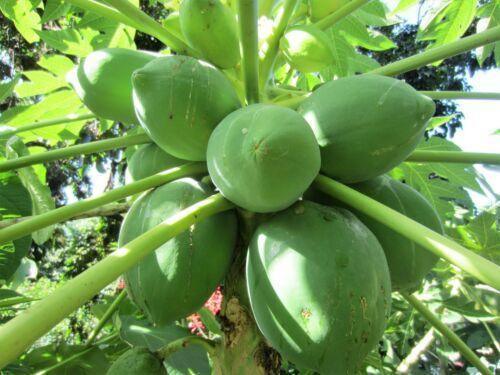 30 Red Papaya Seeds - Seed World