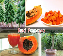 30 Red Papaya Seeds - Seed World