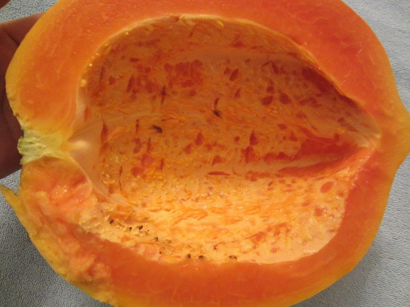 30 Red Papaya Seeds - Seed World