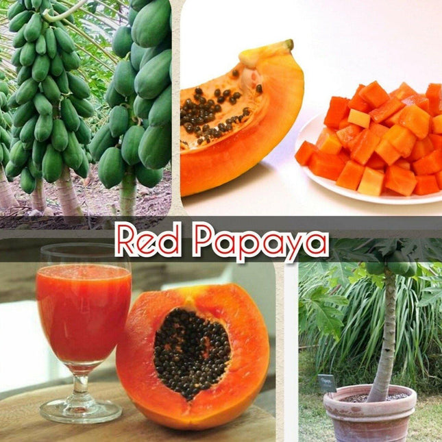 30 Red Papaya Seeds - Seed World