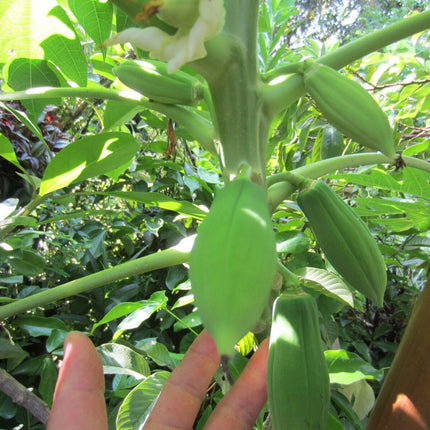 30 Red Papaya Seeds - Seed World