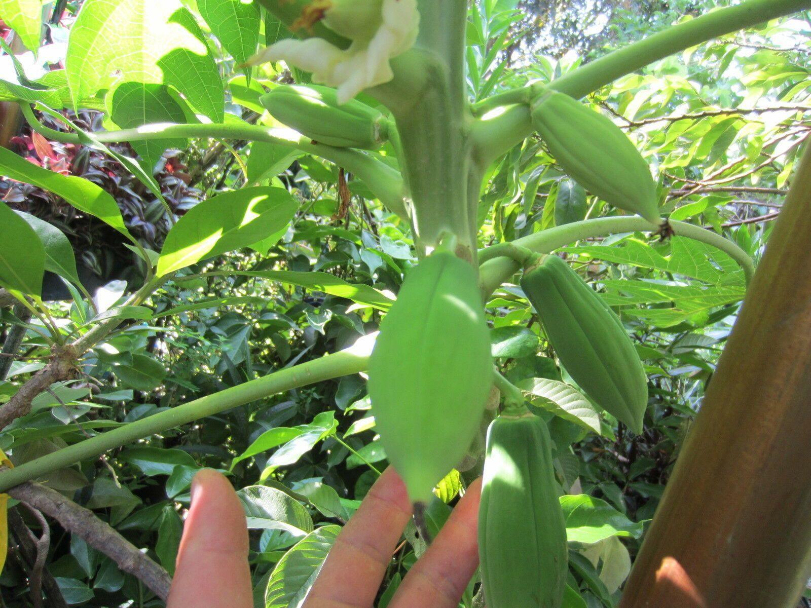 30 Red Papaya Seeds - Seed World