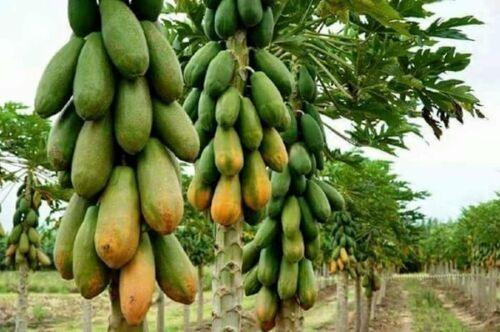 30 Red Papaya Seeds - Seed World