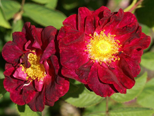 30 Red Rugosa Rose (Rosa Rugosa Rubra) Seeds - Seed World