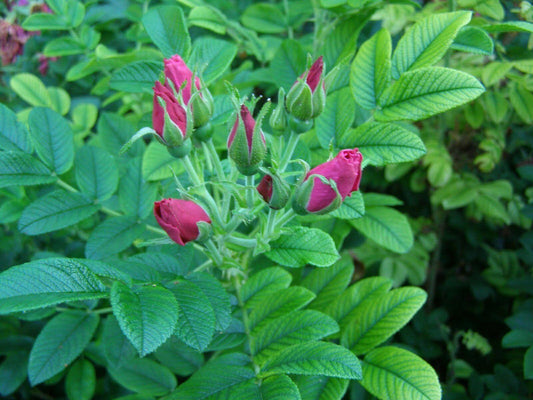 30 Red Rugosa Rose (Rosa Rugosa Rubra) Seeds - Seed World