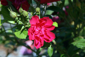30 Red Rugosa Rose (Rosa Rugosa Rubra) Seeds - Seed World