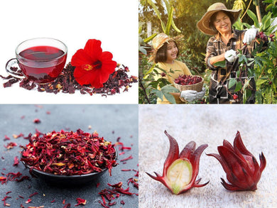 30 Roselle Seeds | Gongura | Asian Sour-leaf | Jamacian Sorrel Edible Fruit Shrub - Seed World
