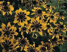 30 Rudbeckia Solar Eclipse Flower Seeds - Seed World