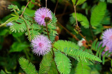 30 Sensitive Plant Mimosa Pudica Seeds - Seed World