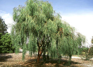 30 Shoestring Acacia Willow Tree Seeds - Seed World
