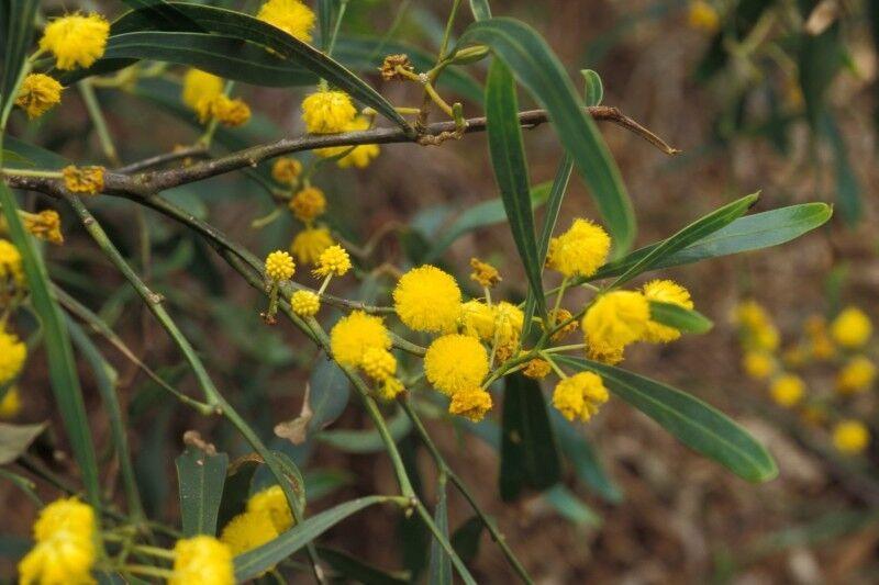 30 Shoestring Acacia Willow Tree Seeds - Seed World