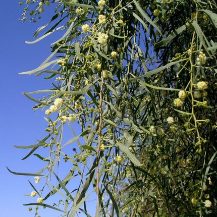 30 Shoestring Acacia Willow Tree Seeds - Seed World