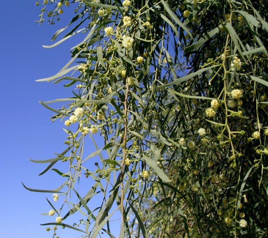 30 Shoestring Acacia Willow Tree Seeds - Seed World